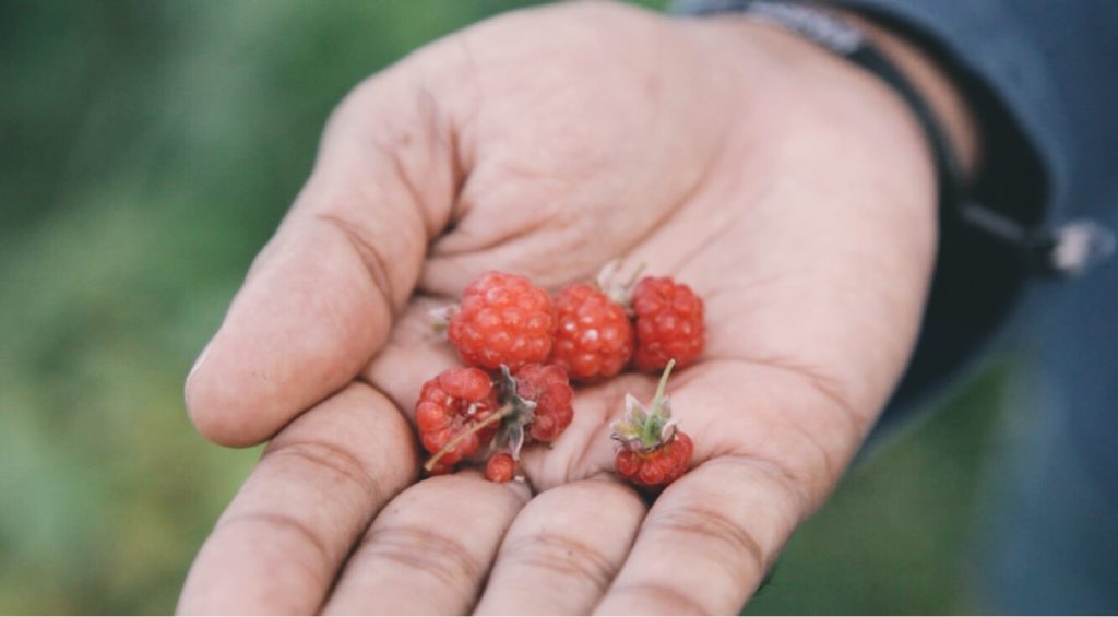 Foraging for wild berries 