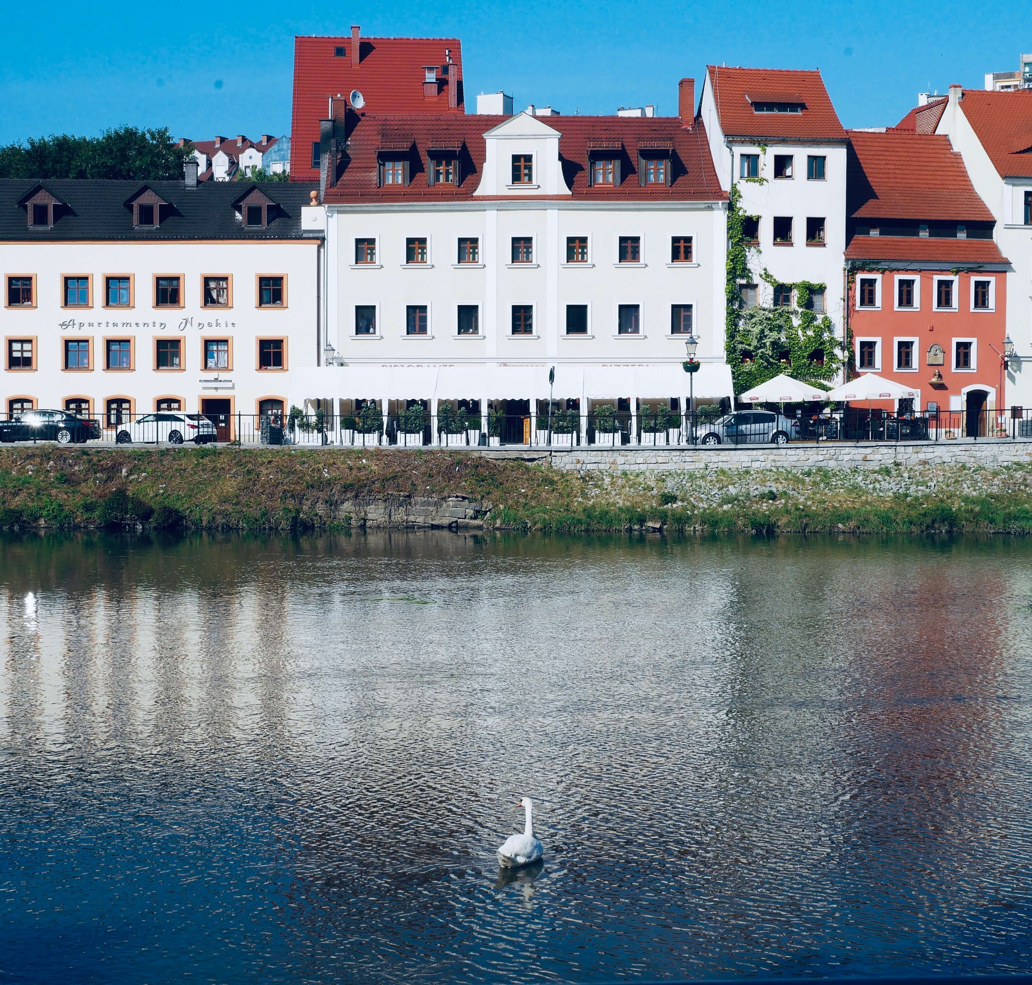 Swan on a gloriously sunny day crossing the Neisse Rover that spans the border between Germany and Poland